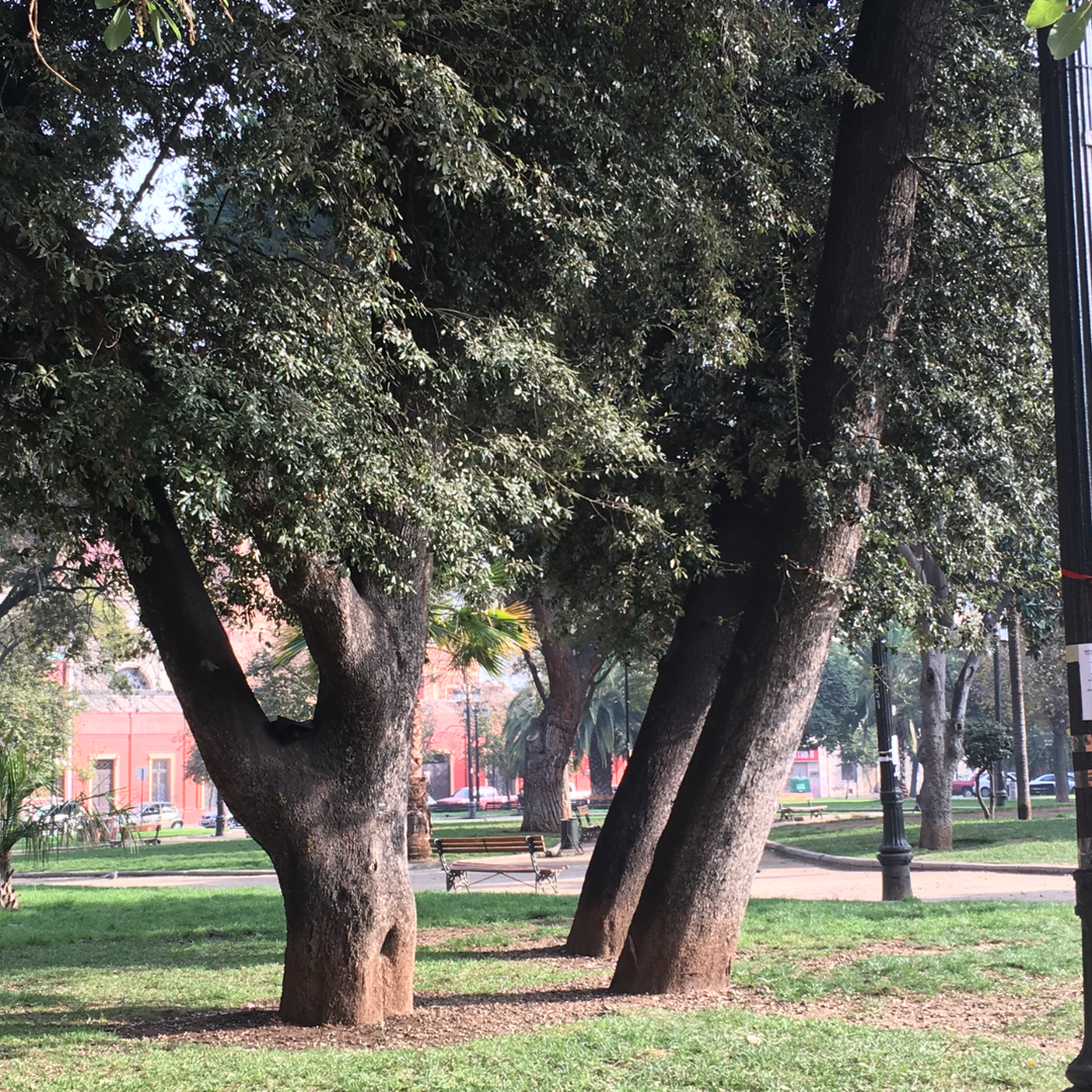 Messages from Trees
