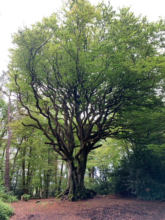 Shamanic Initiations - Early Bird $2300 (regularly $2500)