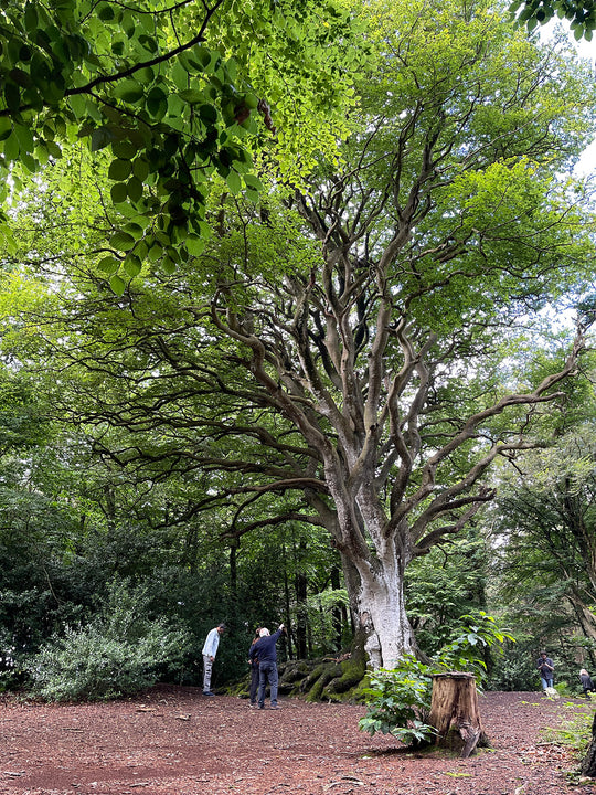 Solstice Sacred Initiation Tour in Brittany ~ on SALE!