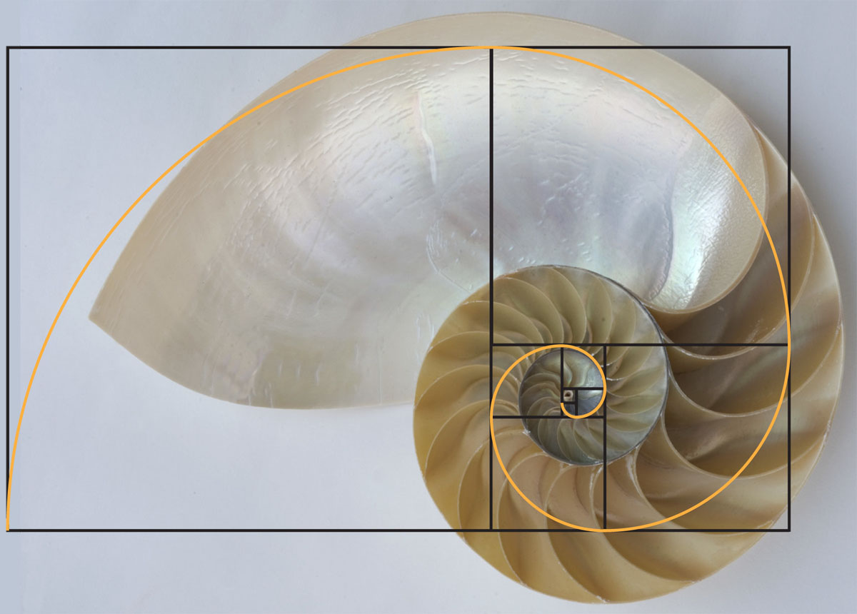 fibonacci in nature fibonacci sequence in shells