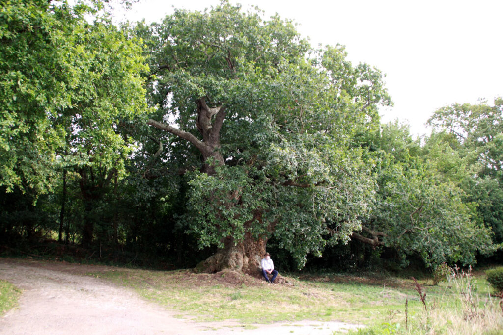 meditating under an old oak tree